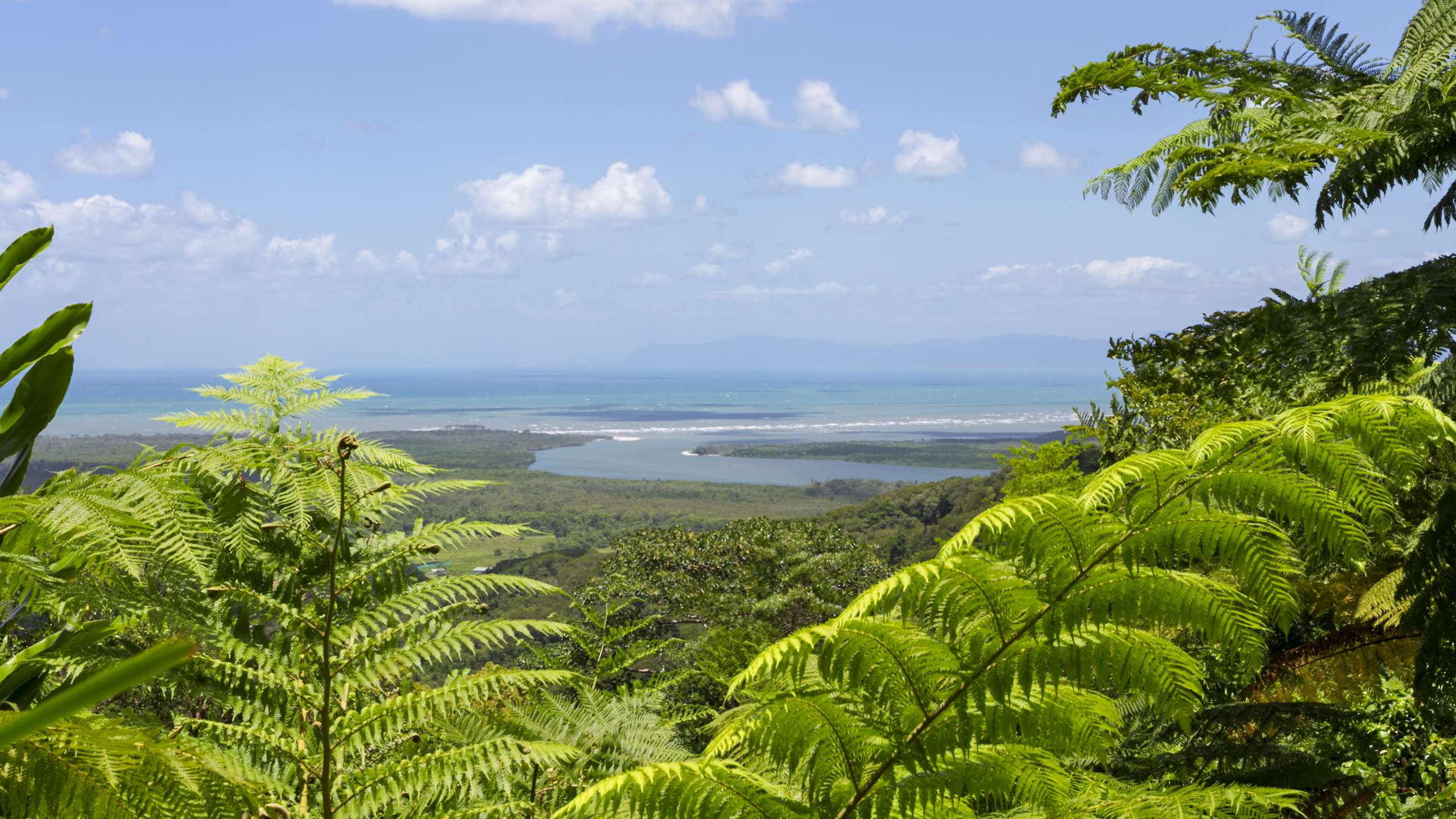 daintree bird watching tours