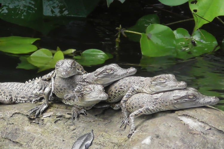 daintree river tours